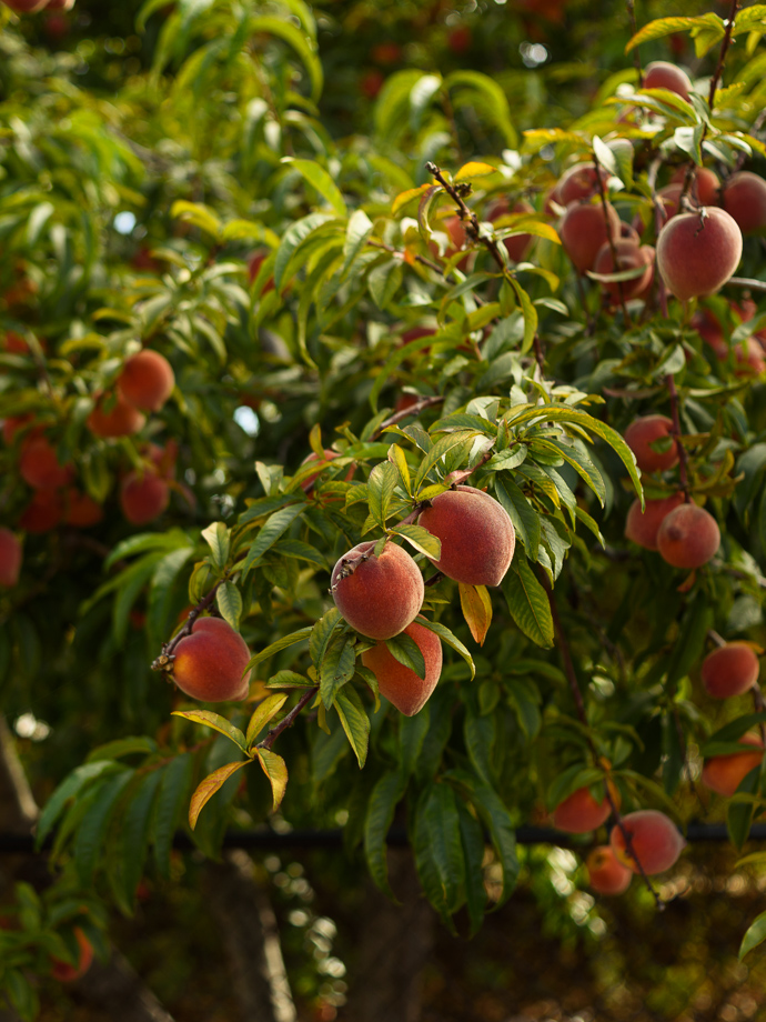 Peaches on trees via forkknifeswoon.com