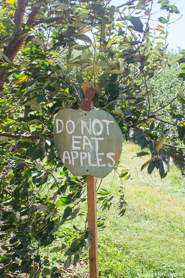 Apple Picking | Fork Knife Swoon