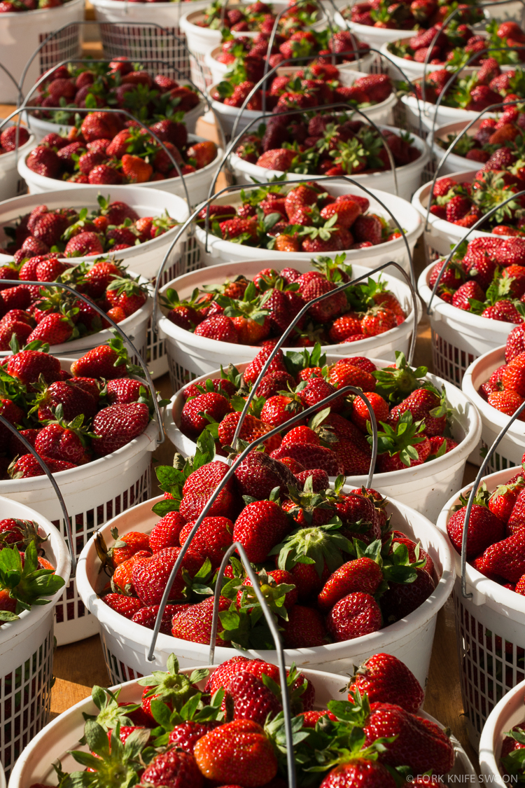 Gillis Hill Strawberry Picking | Fork Knife Swoon
