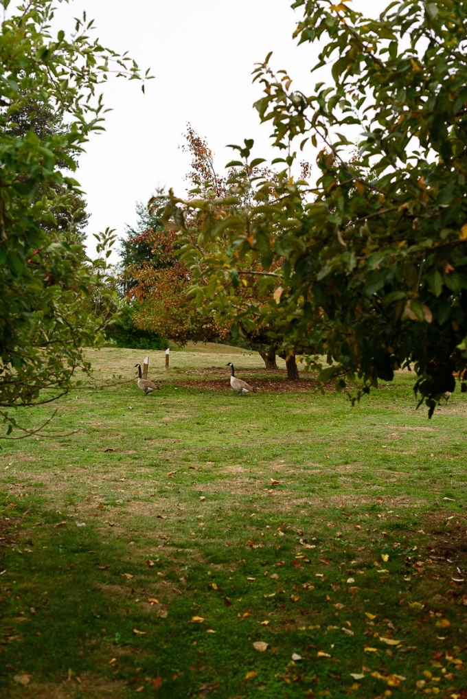 Wild geese in an apple orchard in fall.
