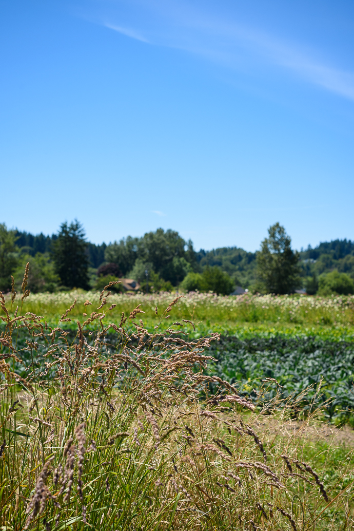A visit to Wild Hare Organic Farm in Puyallup, WA | via forkknifeswoon.com