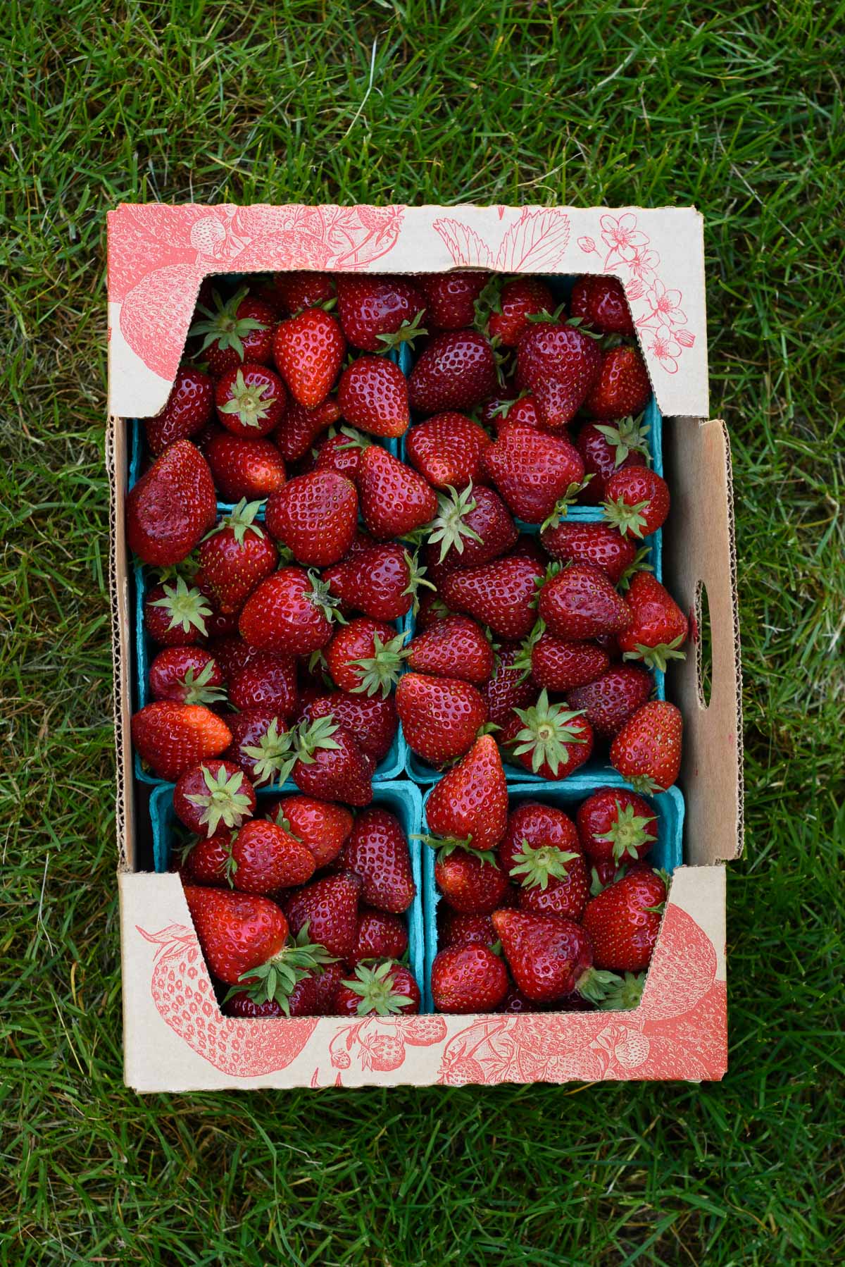 A box of fresh strawberries from the farmers market sitting on grass.