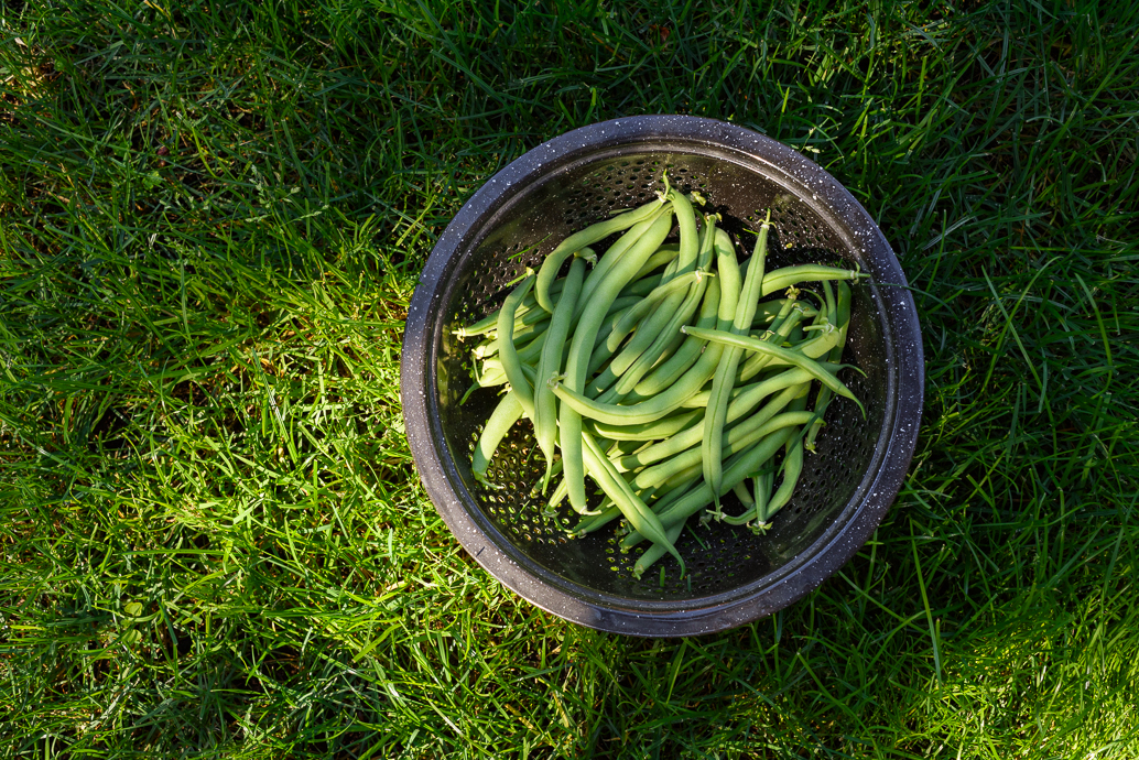 Fresh green beans in a colander in the grass, just picked from a backyard garden | via forkknifeswoon.com @forkknifeswoon