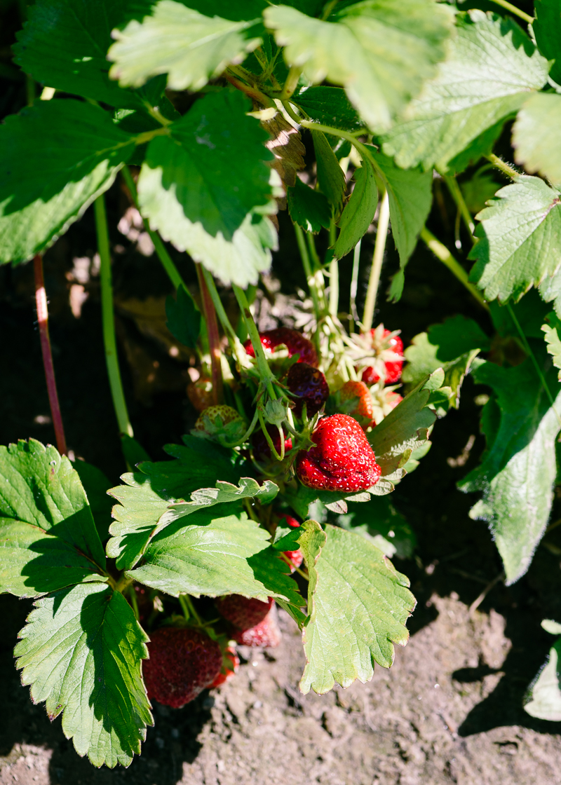 Strawberry Basil Sodas via forkknifeswoon.com | @forkknifeswoon