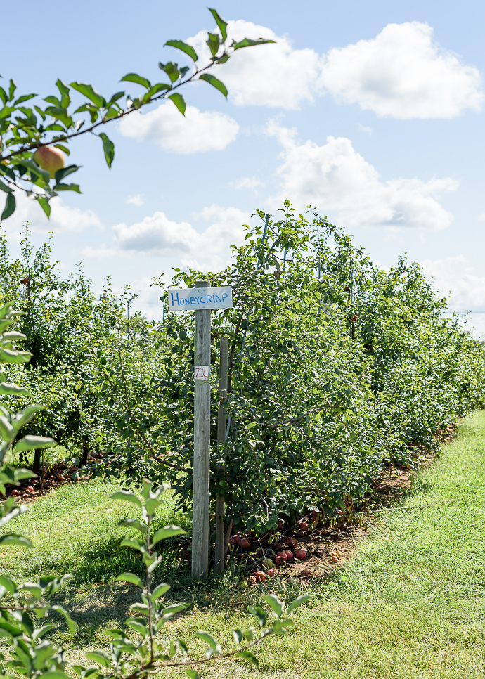 rows of apple trees at an orchard