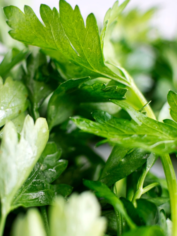 Close up of fresh parsley.