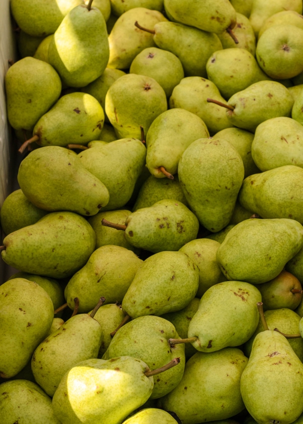 A pile of green pears in a farmers market bin in dappled shadows.