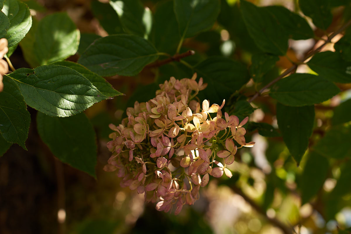 A close up of a fading Little Lime hydrangea flower cluster in early Fall.