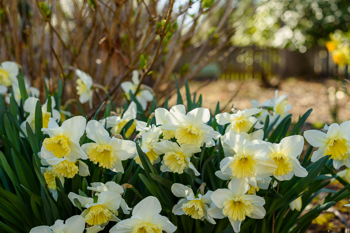 White and yellow daffodils blooming in Spring.