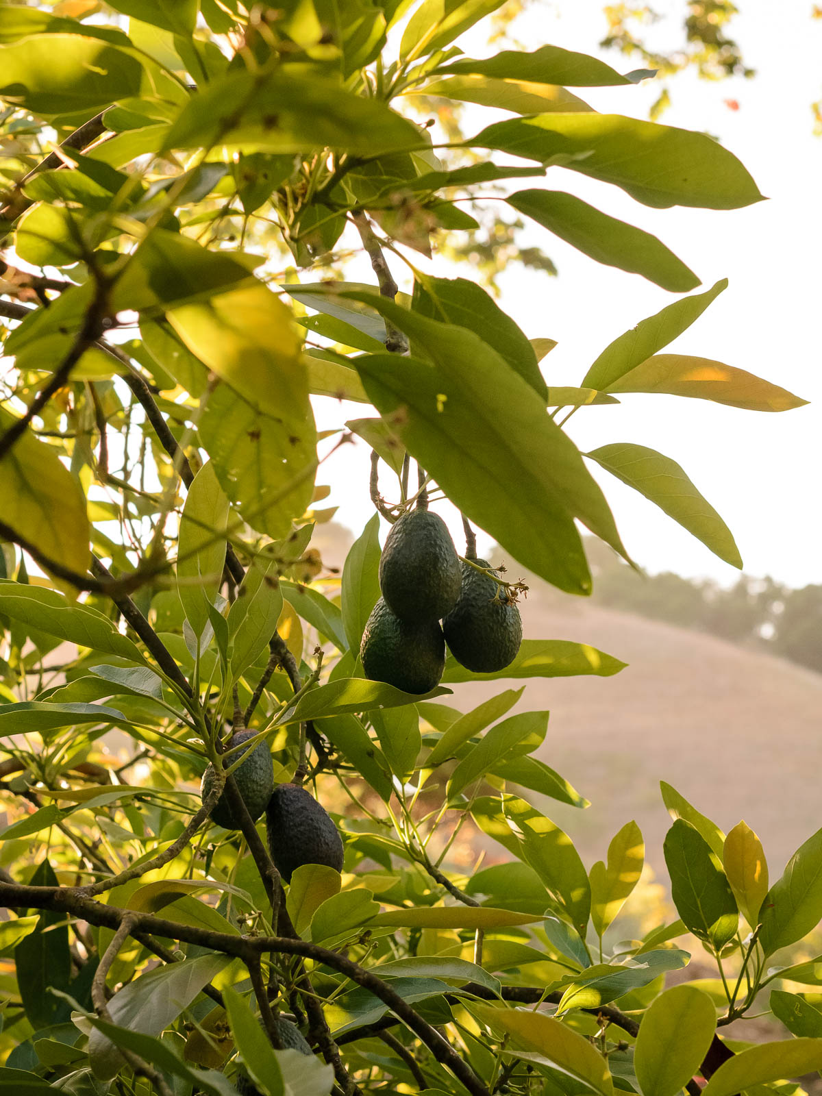A trio of Hass avocados hanging down from an avocado tree in golden hour light with California hills in the distance. 