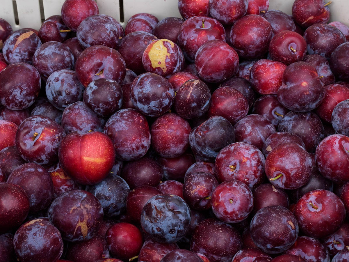 A close up of a bin of plums at the farmers market.