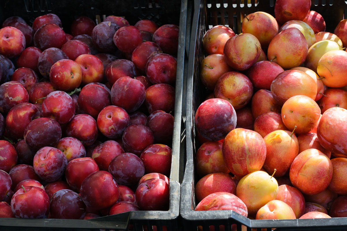 A close up of two bins of plums at the farmers market.
