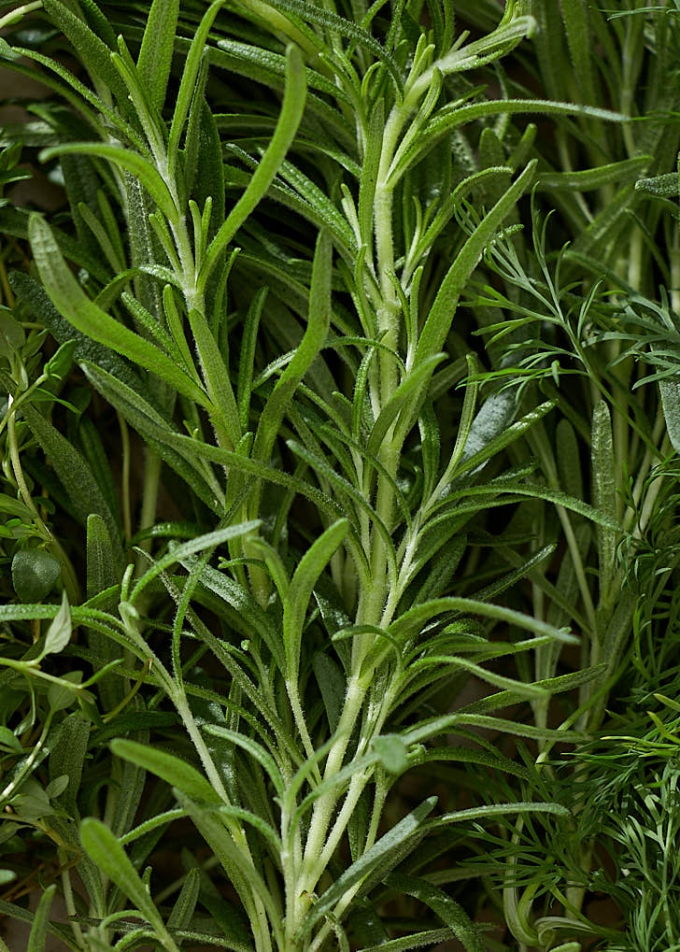 Close up of fresh rosemary, thyme, and dill, for chicken soup.