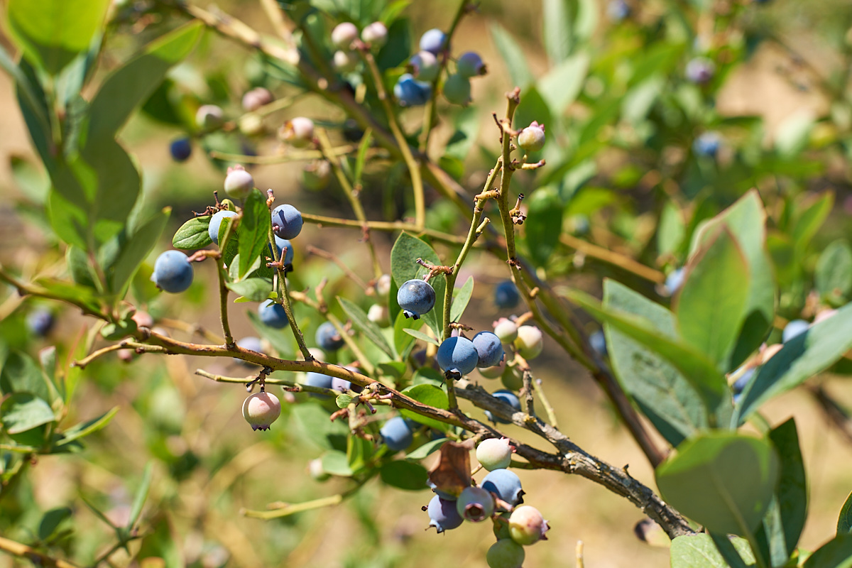 Ripe blueberries on a blueberry bush, ready to be picked.