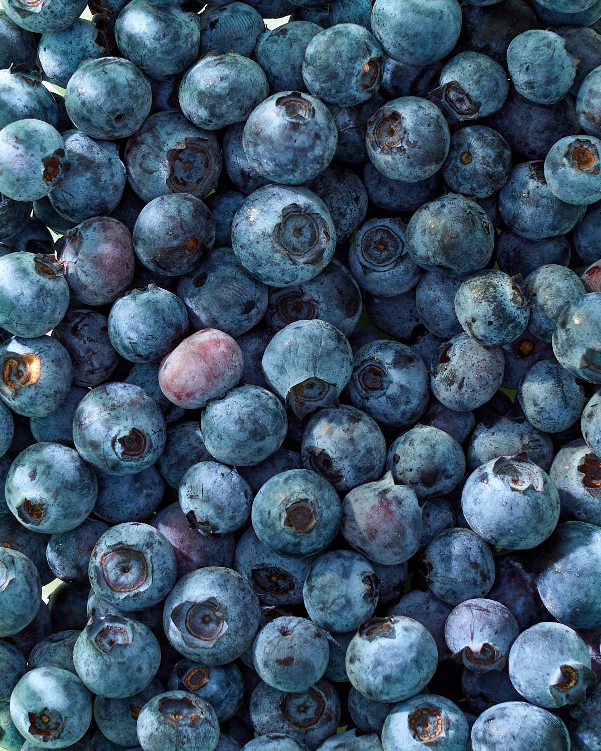 A close up of a basket of freshly-picked blueberries.