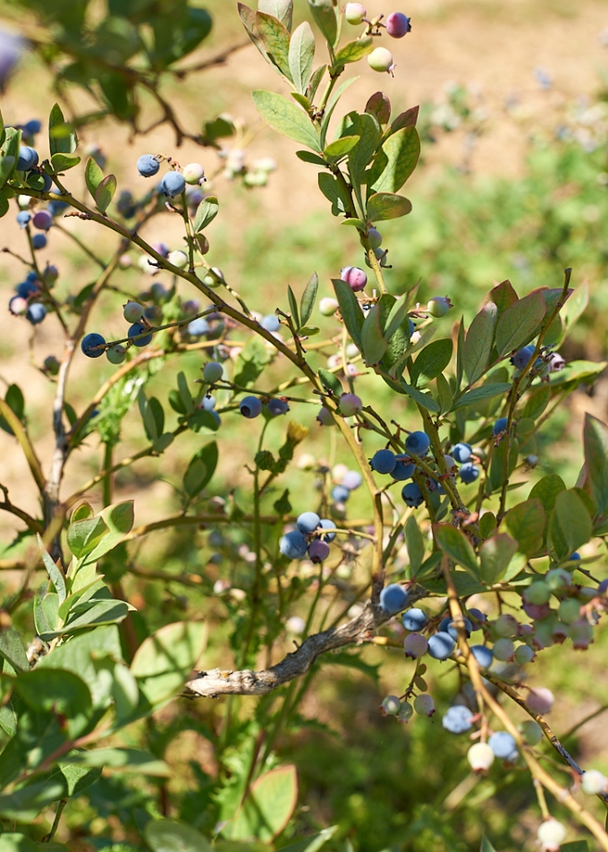 Ripe blueberries on a blueberry bush, ready to be picked.